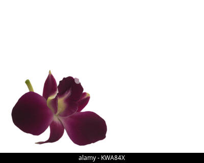 Orchidee im tropischen Garten. Stockfoto