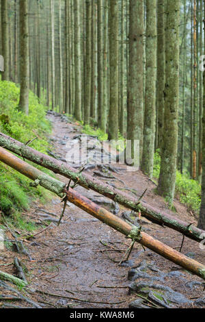 Zwei umgestürzte Bäume blockiert ein Fußweg in den Ardennen in der Nähe von Malmedy, Belgien. Selektiver Fokus auf den Baumstämmen. Stockfoto