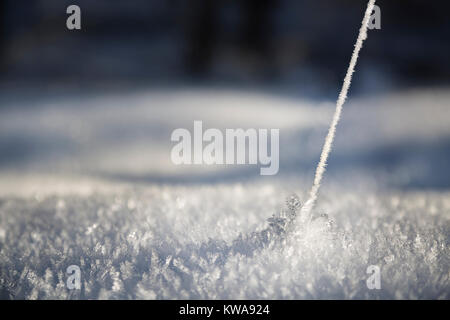 Eine eingefrorene Anlage thread mit Eis Blumen aus glitzernden Schnee auf dem Boden. In der Eifel, Deutschland im Winter gesehen. Stockfoto