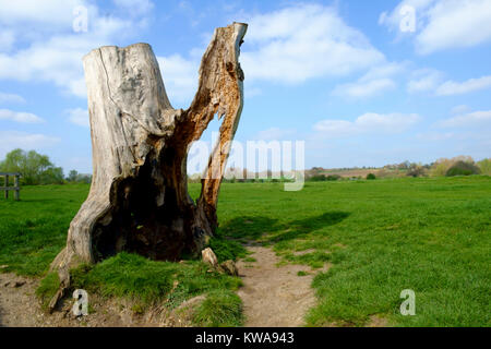 Ein Statuesque Suche Baum am Fluss Stour, Suffolk Stockfoto