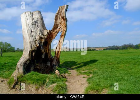 Ein Statuesque Suche Baum am Fluss Stour, Suffolk Stockfoto