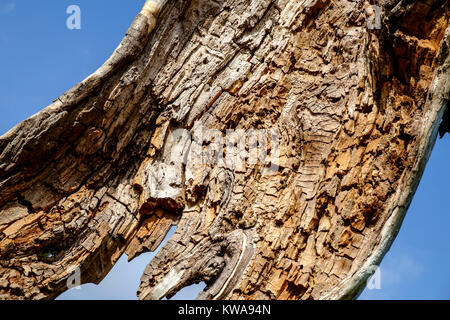 Ein Statuesque Suche Baum am Fluss Stour, Suffolk Stockfoto