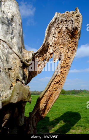 Ein Statuesque Suche Baum am Fluss Stour, Suffolk Stockfoto