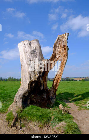 Ein Statuesque Suche Baum am Fluss Stour, Suffolk Stockfoto