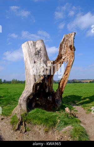 Ein Statuesque Suche Baum am Fluss Stour, Suffolk Stockfoto