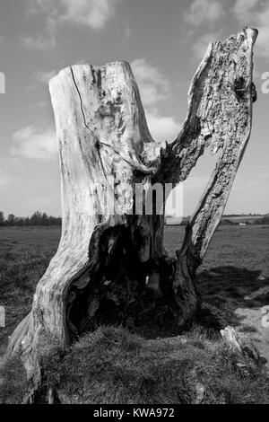 Ein Statuesque Suche Baum am Fluss Stour, Suffolk Stockfoto