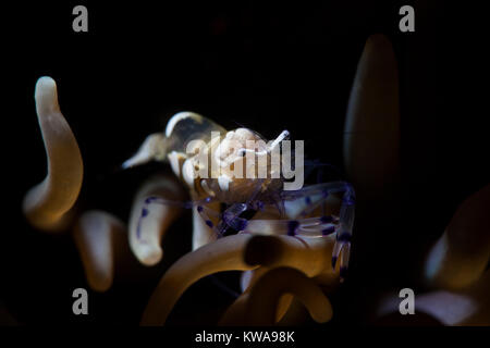 Pacific Clown Anemone Shrimp, Glas Anemone Garnele, weißer Fleck Anemone Shrimp (Periclimenes brevicarpalis) Stockfoto