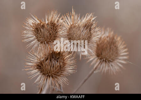 In der Nähe von Große Klette Arctium Lappa oder Köpfe im Winter Stockfoto