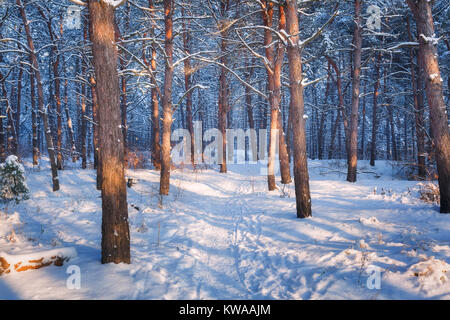 Winter Forest mit Trail bei Sonnenuntergang. Bunte Landschaft mit schneebedeckten Bäumen, weg in den kalten Abend. Verschneite Bäume im Park. Schönen Wald bei Schnee w Stockfoto