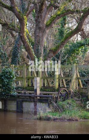 Victorian Engineering der Überwucherten Gräfin Wehr, Fluss Exe aufgegeben. Devon, UK. Dezember, 2017. Von der Natur zurückerobert. Stockfoto