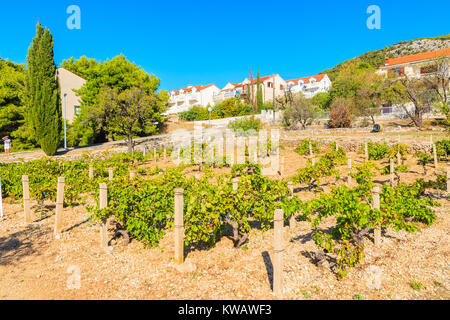 Weinberge und ländliche Unterkünfte in Bol, Insel Brac, Kroatien Stockfoto