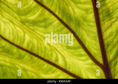 Künstlerische Nahaufnahme einer Taro leaf mit Hintergrundbeleuchtung Stockfoto