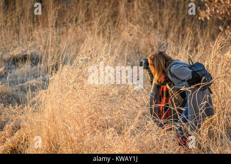 Fotografin holding Digitalkamera closeup, die hohen Gras in Feld bei Sonnenuntergang Stockfoto