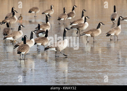 Schwarm Kanadagänse (Branta canadensis) auf einem zugefrorenen See, Ames, Iowa, USA Stockfoto