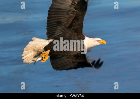Der Weißkopfseeadler (Haliaeetus leucocephalus) mit einem gefangenen Fisch am Mississippi River, Iowa, USA Stockfoto