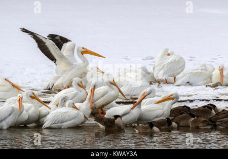 Amerikanische weiße Pelikane (Pelecanus erythrorhynchos) und Kanadagänse (Branta canadensis) bei der Bank von einem eiskalten Bach im Winter, Iowa Stockfoto