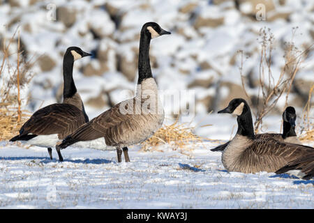 Kanadagänse (Branta canadensis) auf Schnee, Saylorville Lake, Iowa, USA Stockfoto