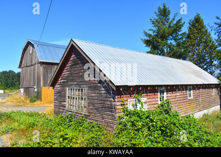 Zwei Scheunen nahe zusammen auf einem Bauernhof in der schönen Landschaft von Ferndale Pacific Northwest, Washington, USA. Die Scheunen sind für die Lagerung von Heu genutzt. Stockfoto