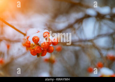 Winter Mountain Ash im Wald im Schnee Makro Aufnahmen. winter Berry. Stockfoto