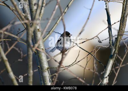 Dark-eyed Junco (Junco Hyemalis) auf einem Baum gehockt Stockfoto