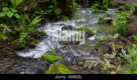 Oirase Bergbach am Sommer, der in Aomori, Tohoku, Japan. Stockfoto
