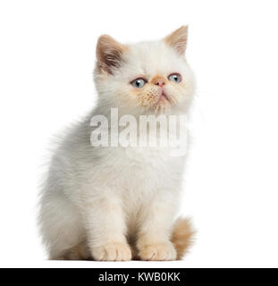 Exotic Shorthair Katze, sitzend, 2,5 Monate alt, weiß, isoliert Stockfoto