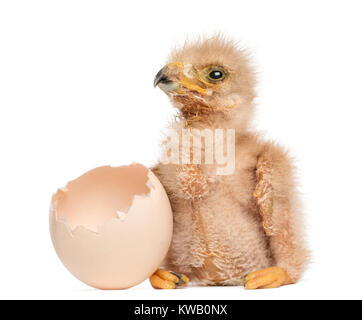 Young Harris Hawk's neben dem Ei, aus dem er geschlüpft, 3 Tage alt, isoliert auf weißem Stockfoto