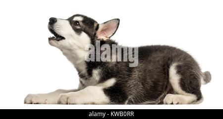 Seitenansicht eines Husky malamute Welpen heulen, isoliert auf weißem Stockfoto