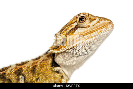 Close-up Profil einer Bartagame, Pogona Vitticeps, isoliert auf weiss Stockfoto