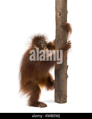 Seitenansicht eines jungen Bornesischen Orang-utan klettern auf einem Baumstamm, Pongo pygmaeus, 18 Monate alt, isoliert auf weißem Stockfoto