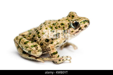 Seitenansicht eines Gemeinsamen Petersilie Frosch, Pelodytes punctatus, isoliert auf weißem Stockfoto