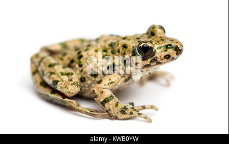 Seitenansicht eines Gemeinsamen Petersilie Frosch, Pelodytes punctatus, isoliert auf weißem Stockfoto