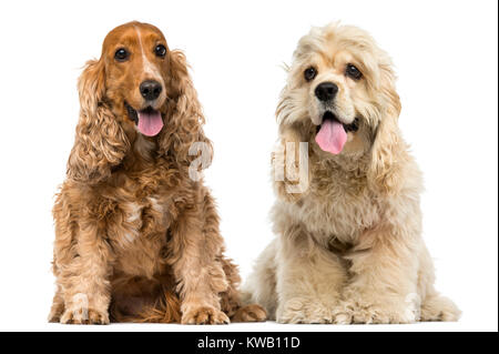 English Cocker Spaniel und American Cocker Spaniel sitzend Stockfoto