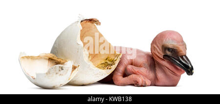 Dalmatinische Pelikan, Pelecanus crispus, 24 Stunden alt, neben dem Ei, aus dem Er schraffiert dargestellte Stockfoto