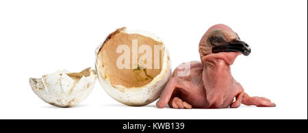 Dalmatinische Pelikan, Pelecanus crispus, 24 Stunden alt, neben dem Ei, aus dem Er schraffiert dargestellte Stockfoto