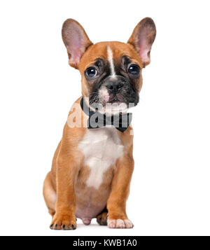 Französische Bulldogge Welpen trägt eine Fliege vor einem weißen Hintergrund Stockfoto