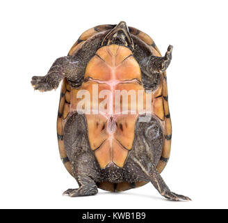 Weibliche gestreifte Schlamm Schildkröte (4 Jahre alt), Kinosternon baurii, wenn man vor einem weißen Hintergrund Stockfoto