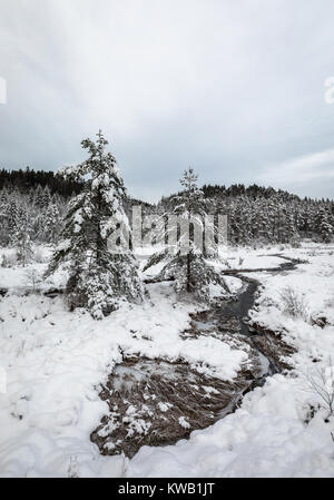 Winterlandschaft, Pinien im Schnee neben einem Bach, südlichen Teil von Norwegen Stockfoto