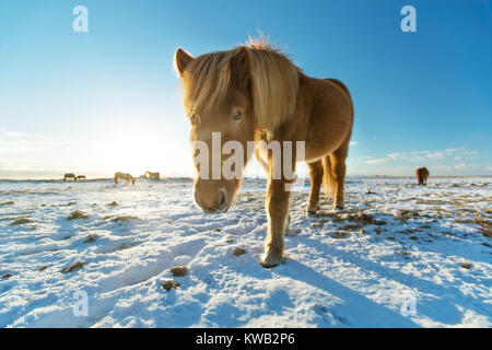 Islandpferde im Winter Landschaft. Iconic Symbol von Island Fauna, touristische Punkt von Interesse Stockfoto