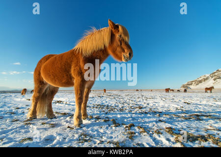 Islandpferde im Winter Landschaft. Iconic Symbol von Island Fauna, touristische Punkt von Interesse Stockfoto