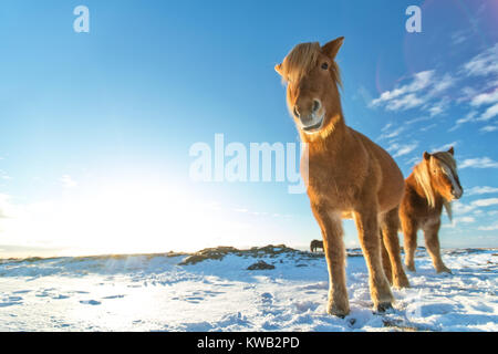 Isländische Herde von Pferden im Winter Landschaft. Iconic Symbol von Island Fauna, touristische Punkt von Interesse Stockfoto