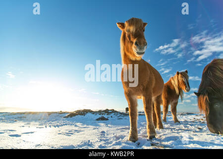 Isländische Herde von Pferden im Winter Landschaft. Iconic Symbol von Island Fauna, touristische Punkt von Interesse Stockfoto