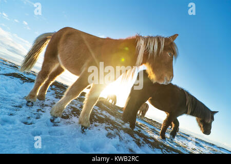 Isländische Herde von Pferden im Winter Landschaft. Iconic Symbol von Island Fauna, touristische Punkt von Interesse Stockfoto