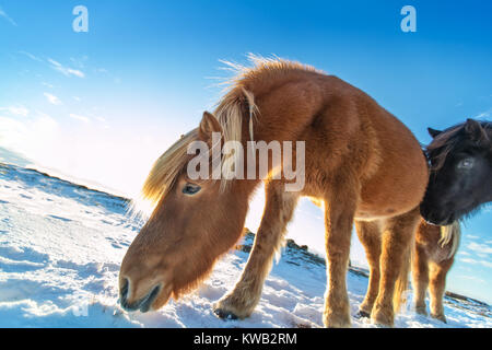 Isländische Herde von Pferden im Winter Landschaft. Iconic Symbol von Island Fauna, touristische Punkt von Interesse Stockfoto