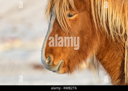 Islandpferd Porträt im Winter Landschaft im Detail. Iconic Symbol von Island Fauna, touristische Punkt von Interesse Stockfoto