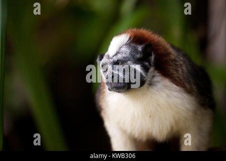 Geoffroy's Tamarin, Wiss. Name; Saguinus geoffroyi, im Regenwald auf einer Insel im Lago Gatun, Soberania Nationalpark, Republik Panama. Stockfoto