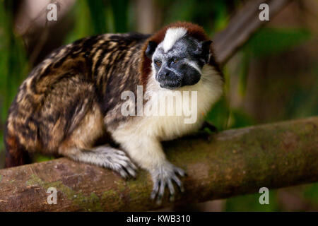 Die Tierwelt Panamas mit einem Geoffroy's Tamarin, Saguinus geoffroyi, im Regenwald auf einer Insel in Lago Gatun, Soberania National Park, Panama. Stockfoto