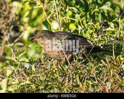 Gemeinsame Amsel (Turdus merula) essen Efeu berry Stockfoto