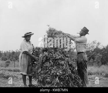 Afrikanische amerikanische Paar schütteln und Stapeln von Erdnüssen in Sumter County, Georgia. Sie freiwillig in die "Erdnuss schütteln Urlaub" Arbeiten der Kriegszeit öl Erntegut zu speichern. Ca. 1943. Weltkrieg 2. (BSLOC 2014 10 245) Stockfoto