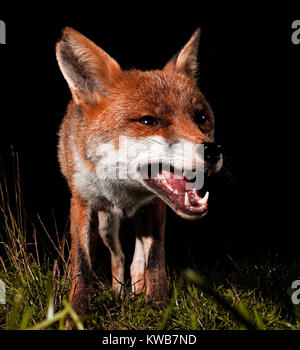 Europäischen Fuchs knurren. Stockfoto